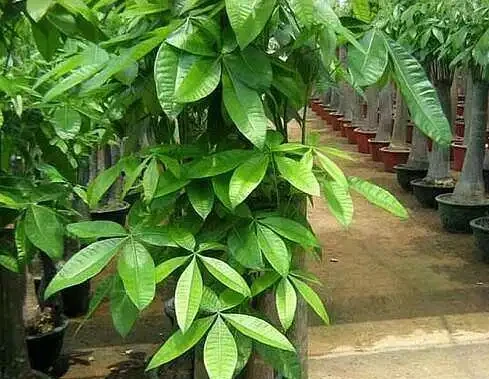 養幸福樹,發財樹,用上一點「白顆粒」,枝幹粗壯、葉片油汪汪!
