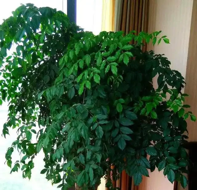 養幸福樹,發財樹,用上一點「白顆粒」,枝幹粗壯、葉片油汪汪!
