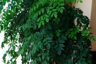 養幸福樹，發財樹，用上一點「白顆粒」，枝幹粗壯、葉片油汪汪！