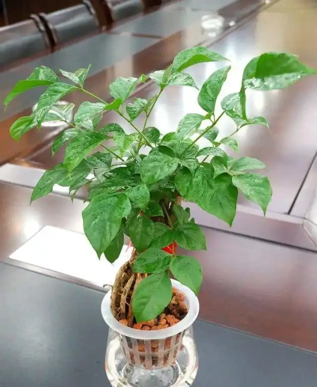 幸福樹新芽萌發時，做好這三件事，新葉翠綠油亮！