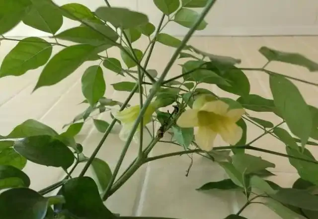 幸福樹新芽脫落