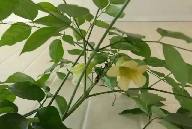 幸福樹施肥