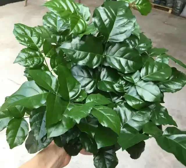 幸福樹施肥