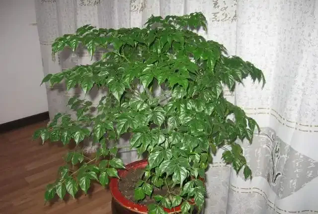 幸福樹施肥