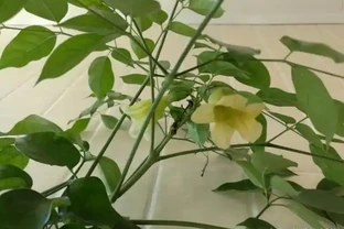 幸福樹施肥要點，施對了生長旺盛，不容易黃葉！