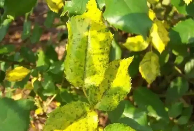 玫瑰花出現黃葉有這6個原因,不及時拯救整棵玫瑰就廢了