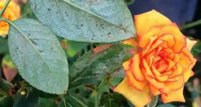 玫瑰花出現黃葉有這6個原因,不及時拯救整棵玫瑰就廢了