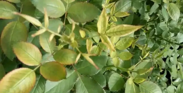 玫瑰花出現黃葉有這6個原因,不及時拯救整棵玫瑰就廢了