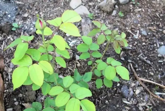 玫瑰花出現黃葉有這6個原因,不及時拯救整棵玫瑰就廢了