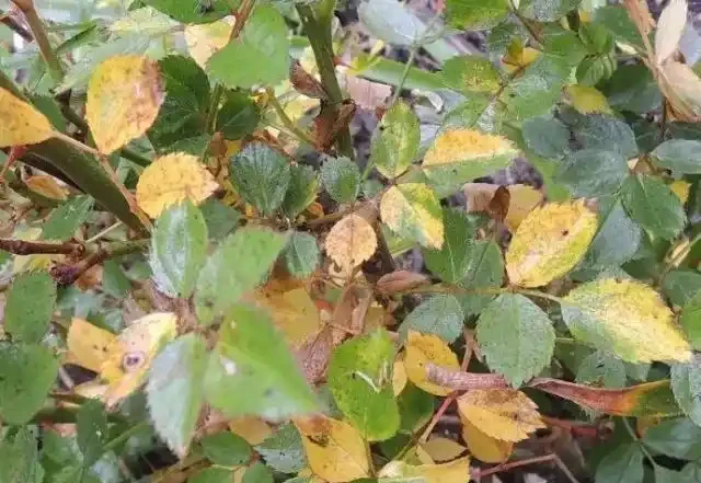 玫瑰花出現黃葉有這6個原因,不及時拯救整棵玫瑰就廢了