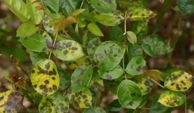 玫瑰花出現黃葉有這6個原因,不及時拯救整棵玫瑰就廢了