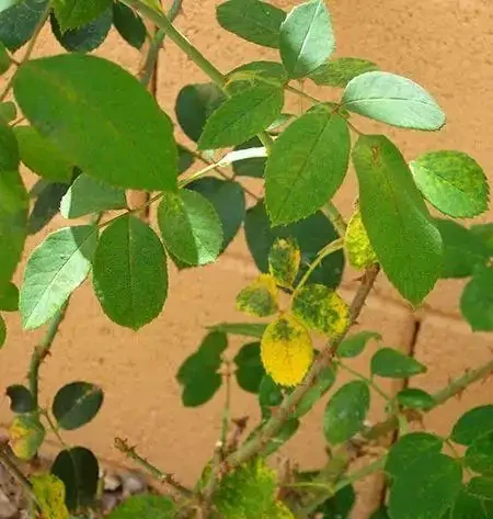 玫瑰花出現黃葉有這6個原因,不及時拯救整棵玫瑰就廢了