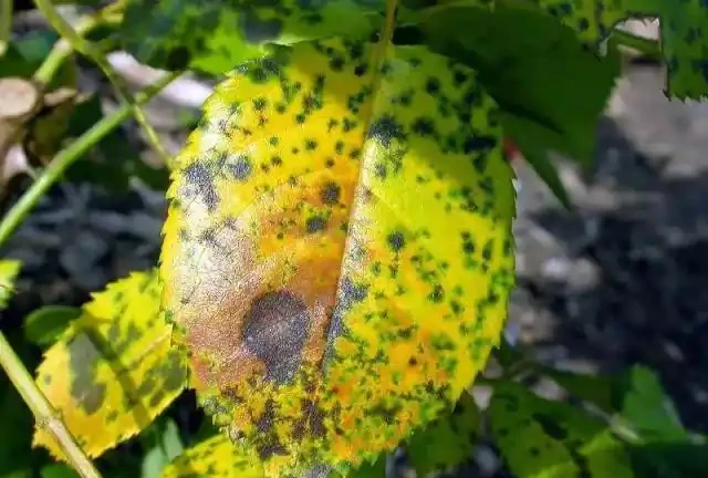 玫瑰花出現黃葉有這6個原因,不及時拯救整棵玫瑰就廢了