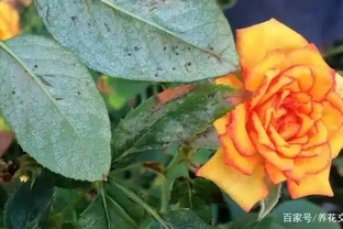 玫瑰花出現黃葉有這6個原因，不及時拯救整棵玫瑰就廢了