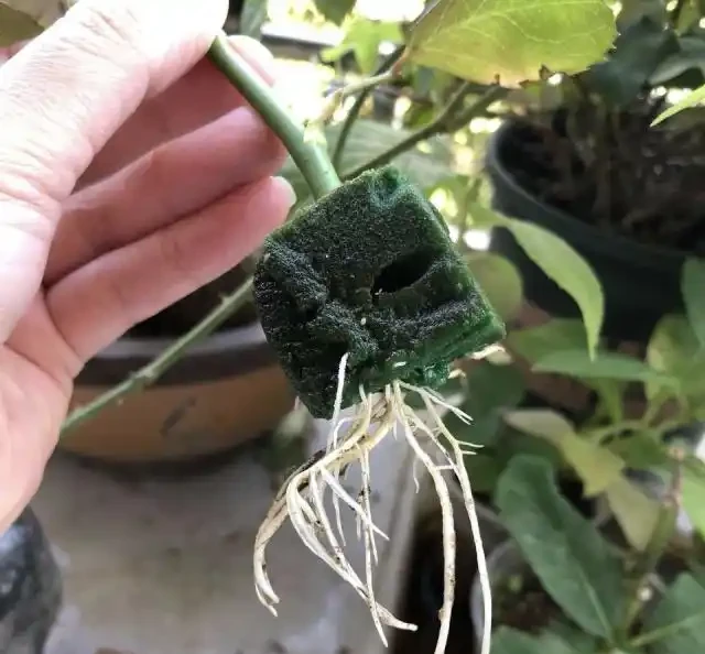 插枝玫瑰不長根？教你5種「插枝」方法，長根速度快2倍，簡單方便