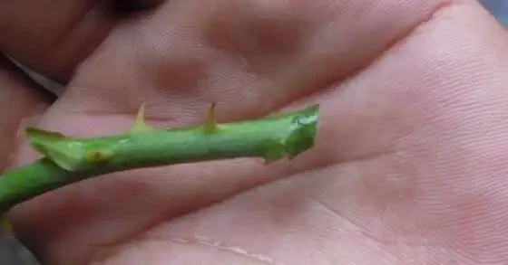 插枝玫瑰不長根？教你5種「插枝」方法，長根速度快2倍，簡單方便