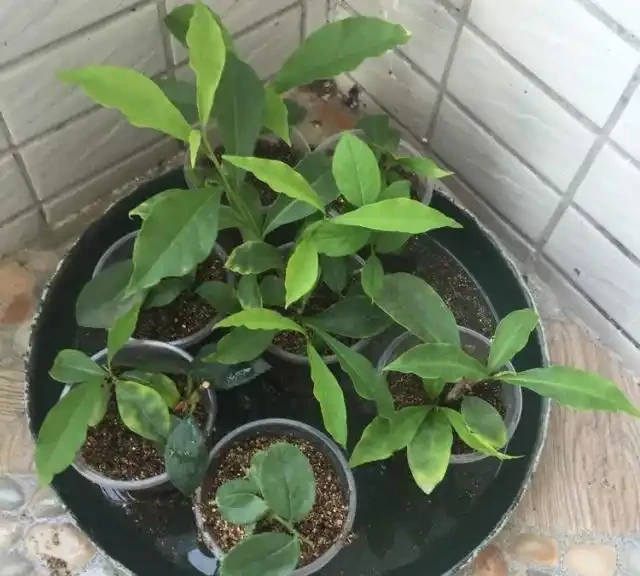 插枝玫瑰不長根？教你5種「插枝」方法，長根速度快2倍，簡單方便