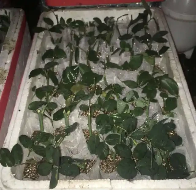 插枝玫瑰不長根？教你5種「插枝」方法，長根速度快2倍，簡單方便