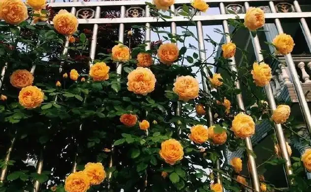 插枝玫瑰不長根？教你5種「插枝」方法，長根速度快2倍，簡單方便
