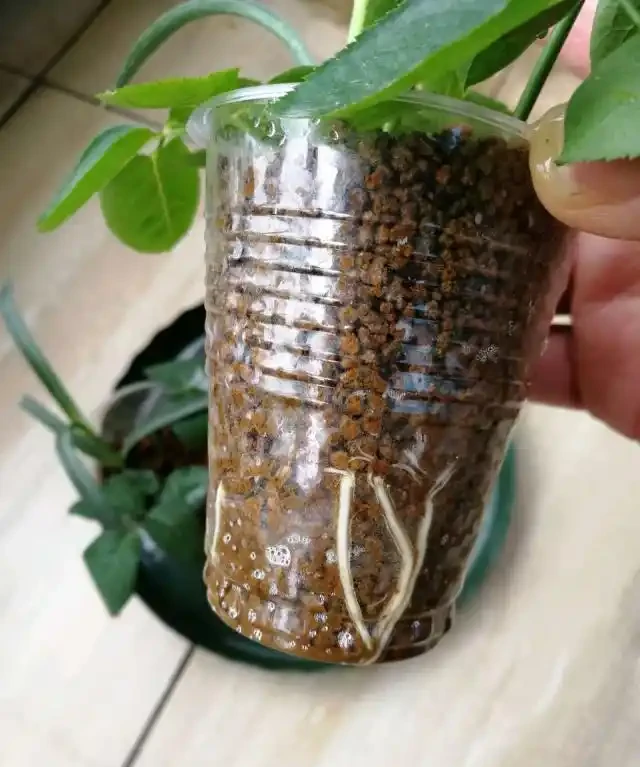 插枝玫瑰不長根？教你5種「插枝」方法，長根速度快2倍，簡單方便