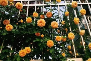 插枝玫瑰不長根？教你5種「插枝」方法，長根速度快2倍，簡單方便