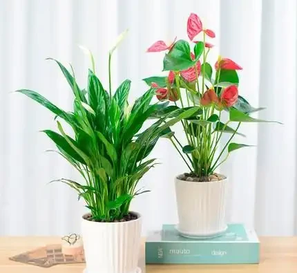 1種花,非常耐陰,花型奇特,開花期超長,養1盆全年「好運連連」