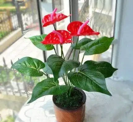 1種花,非常耐陰,花型奇特,開花期超長,養1盆全年「好運連連」
