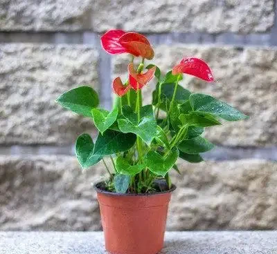 1種花,非常耐陰,花型奇特,開花期超長,養1盆全年「好運連連」