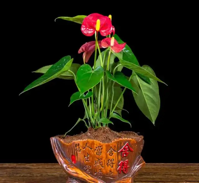 1種花,非常耐陰,花型奇特,開花期超長,養1盆全年「好運連連」