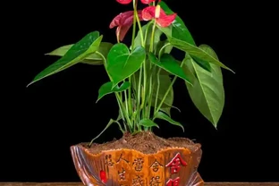 1種花，非常耐陰，花型奇特，開花期超長，養1盆全年「好運連連」