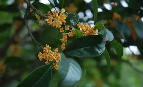 木樨葉子乾枯怎麼辦,找準原因對症下藥