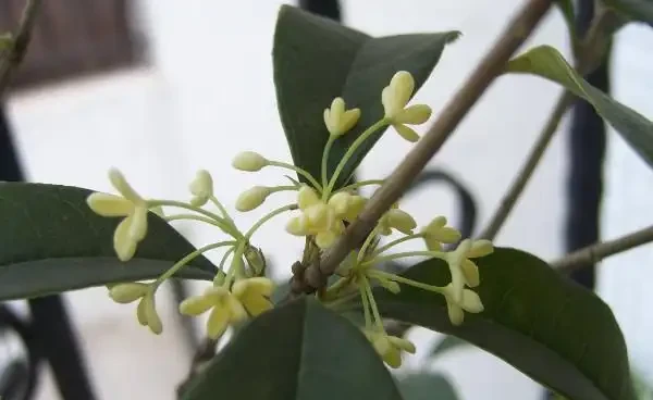 木樨葉子乾枯怎麼辦,找準原因對症下藥