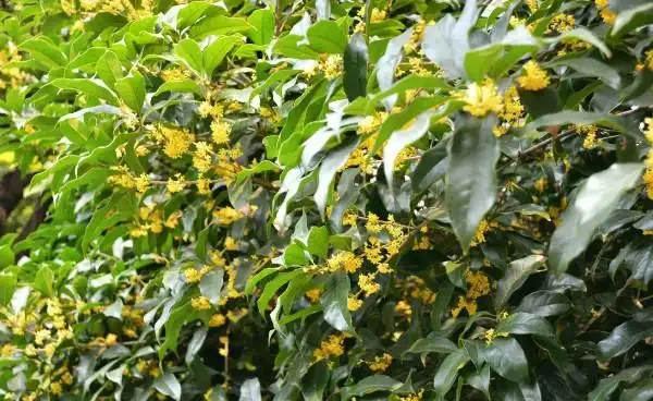 木樨葉子乾枯怎麼辦,找準原因對症下藥
