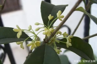 木樨葉子乾枯怎麼辦，找準原因對症下藥