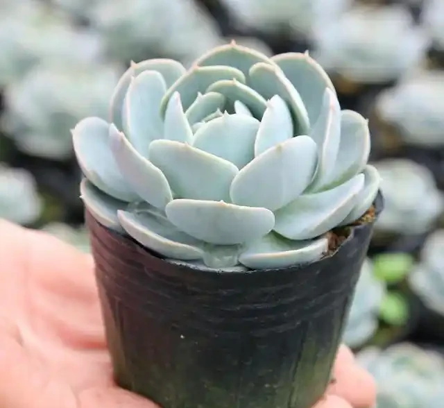 培養土鋪面有技巧,做好了讓綠植生長旺盛!