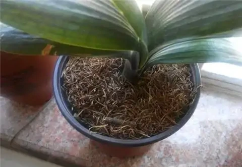 培養土鋪面有技巧,做好了讓綠植生長旺盛!