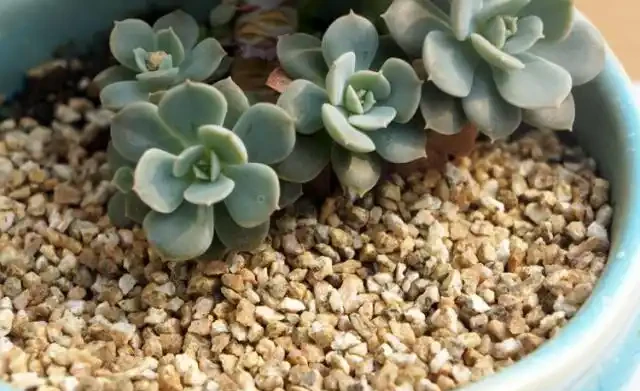 培養土鋪面有技巧,做好了讓綠植生長旺盛!