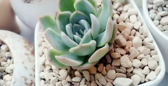 培養土鋪面有技巧,做好了讓綠植生長旺盛!