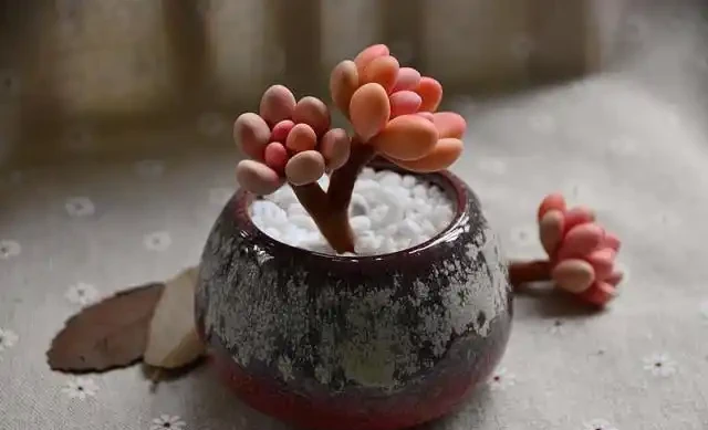 培養土鋪面有技巧,做好了讓綠植生長旺盛!