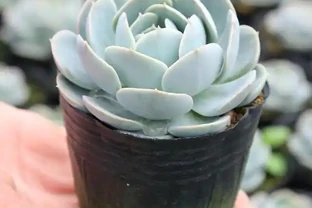 培養土鋪面有技巧，做好了讓綠植生長旺盛！