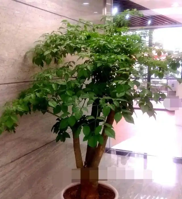 幸福樹掉葉子,找到原因和解決辦法,新葉生長快,株型更美觀