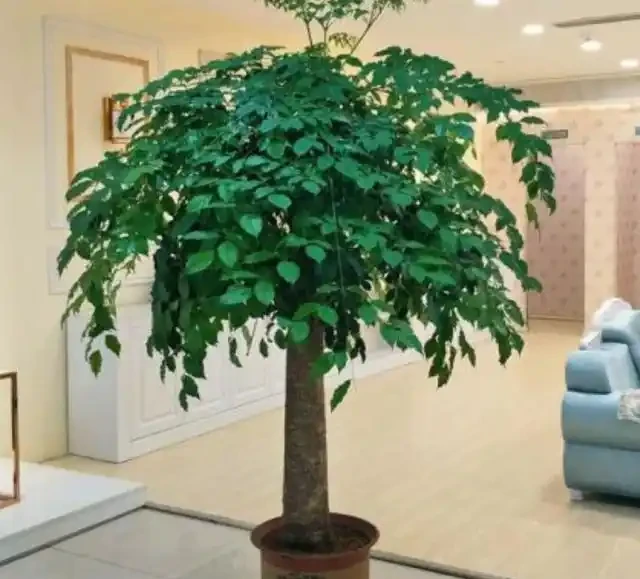 幸福樹掉葉子,找到原因和解決辦法,新葉生長快,株型更美觀