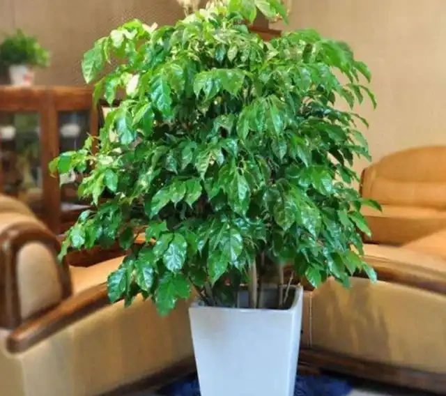 幸福樹掉葉子,找到原因和解決辦法,新葉生長快,株型更美觀