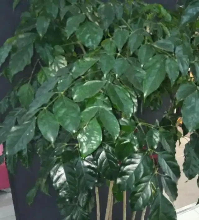 幸福樹掉葉子,找到原因和解決辦法,新葉生長快,株型更美觀