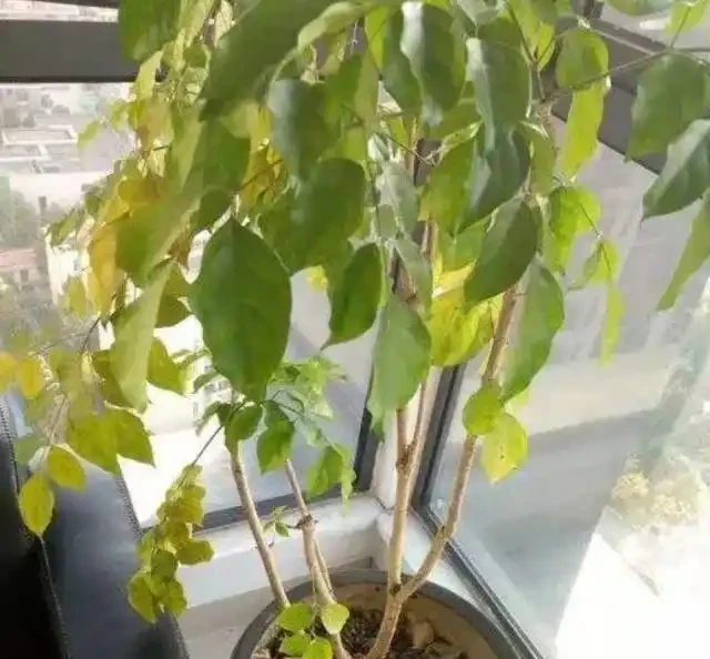 幸福樹掉葉子,找到原因和解決辦法,新葉生長快,株型更美觀