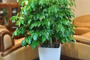 幸福樹掉葉子，找到原因和解決辦法，新葉生長快，株型更美觀