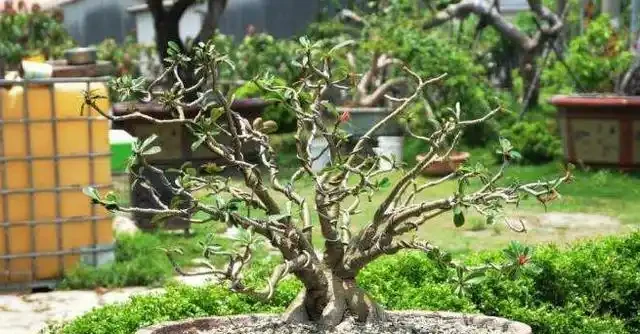沙漠玫瑰葉子掉光了怎麼辦？從這3點入手，讓它快速長葉開滿花