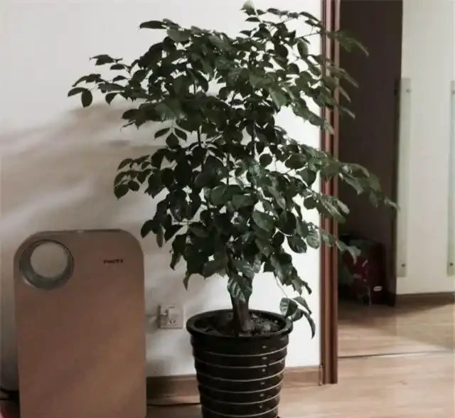 養幸福樹,就3招,樹形漂亮顏值高,枝繁葉茂超好看!
