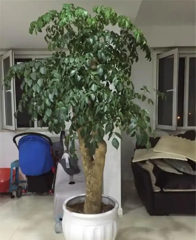 養幸福樹,就3招,樹形漂亮顏值高,枝繁葉茂超好看!