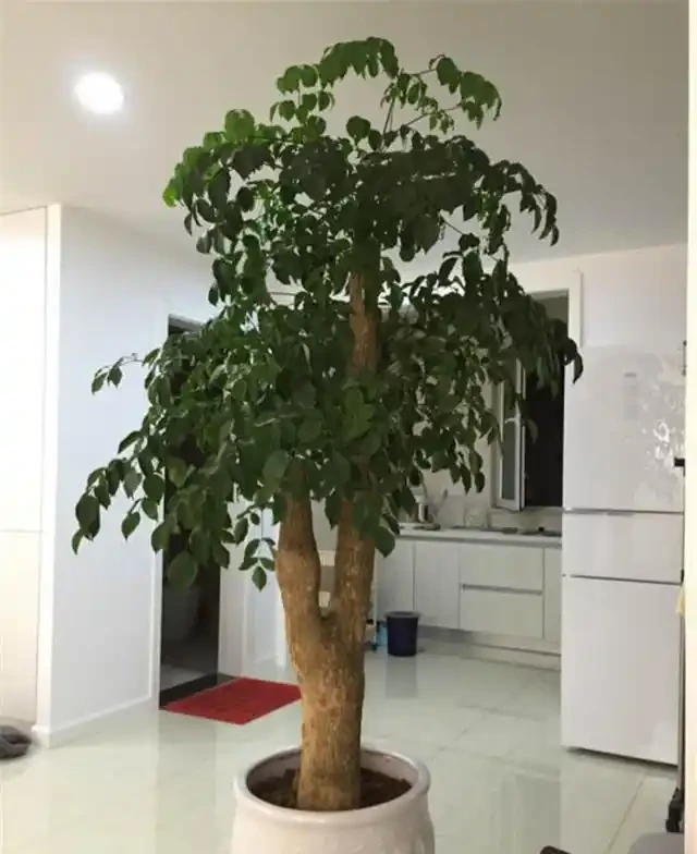 養幸福樹,就3招,樹形漂亮顏值高,枝繁葉茂超好看!